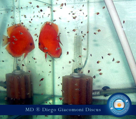 Discus Breeder from Argentina