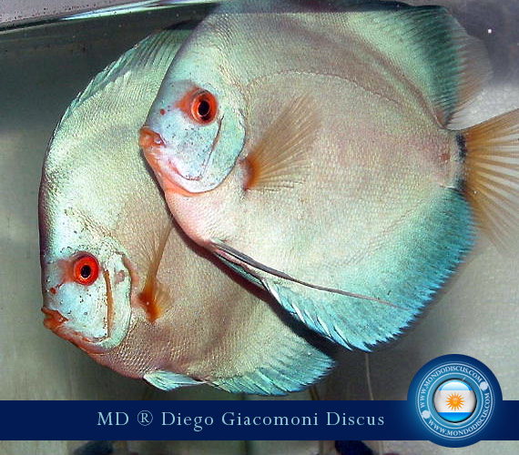 Discus Breeder from Argentina