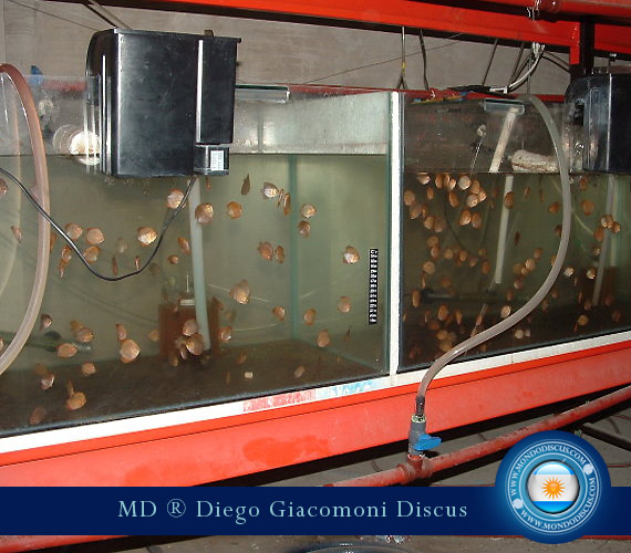 Discus Breeder from Argentina