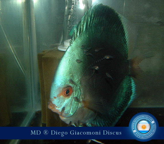 Discus Breeder from Argentina