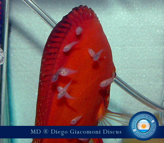 Discus Breeder from Argentina