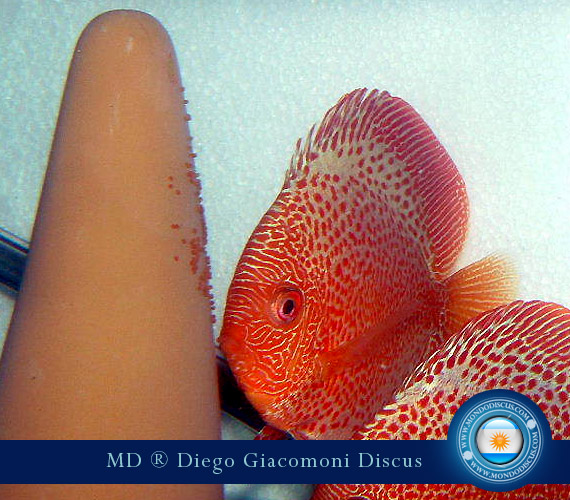 Discus Breeder from Argentina