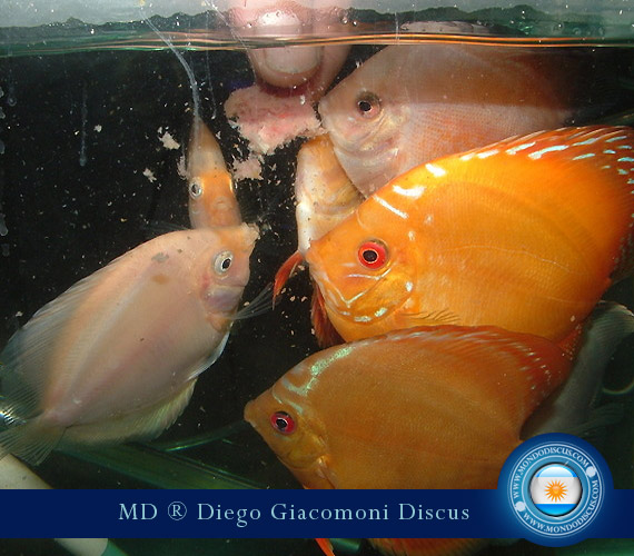 Discus Breeder from Argentina