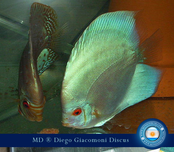Discus Breeder from Argentina