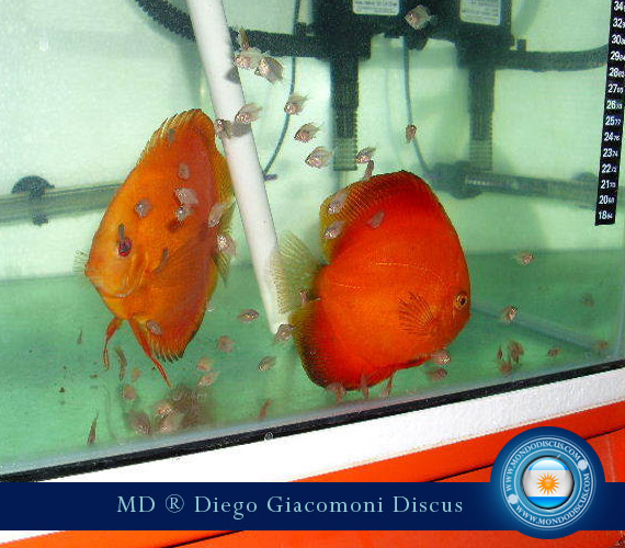 Discus Breeder from Argentina