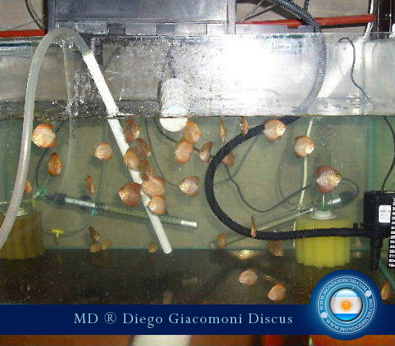 Discus Breeder from Argentina
