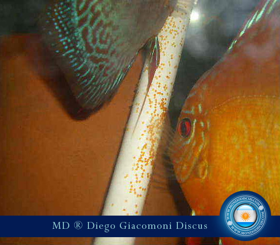 Discus Breeder from Argentina