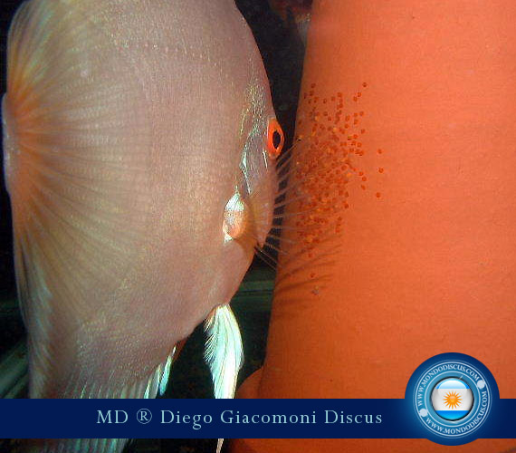 Discus Breeder from Argentina