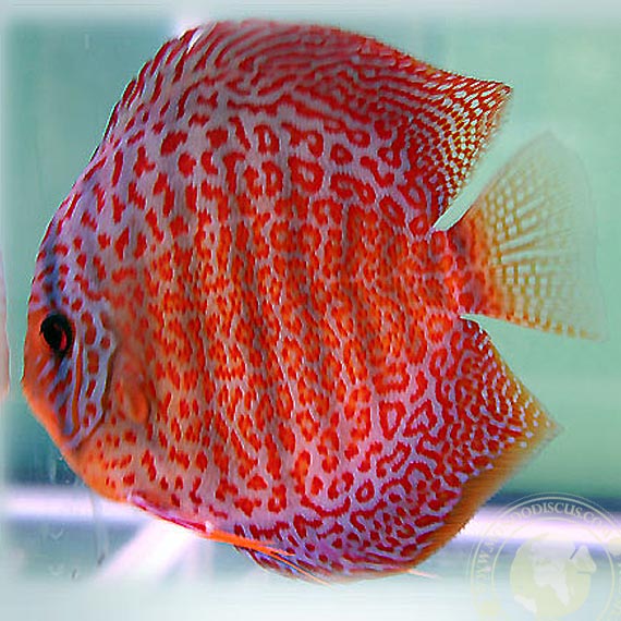 Leopard Ring Discus