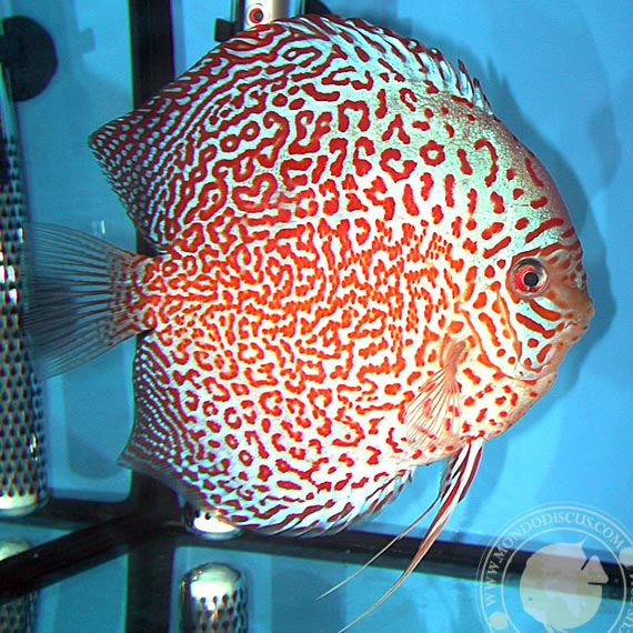 Leopard Ring Discus