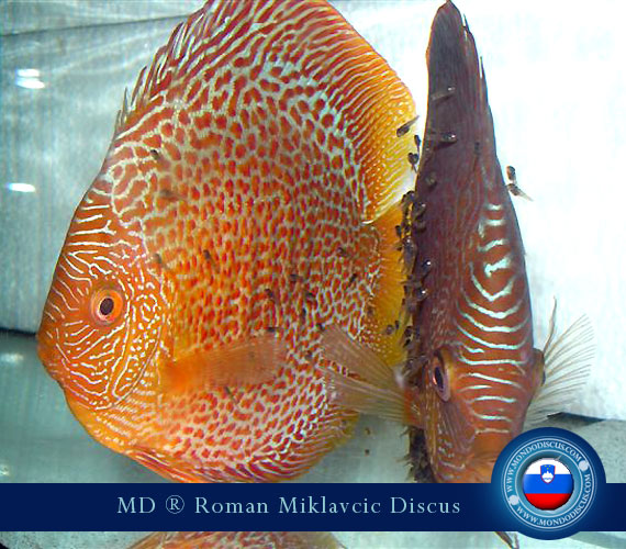 Slovenia Discus Breeders