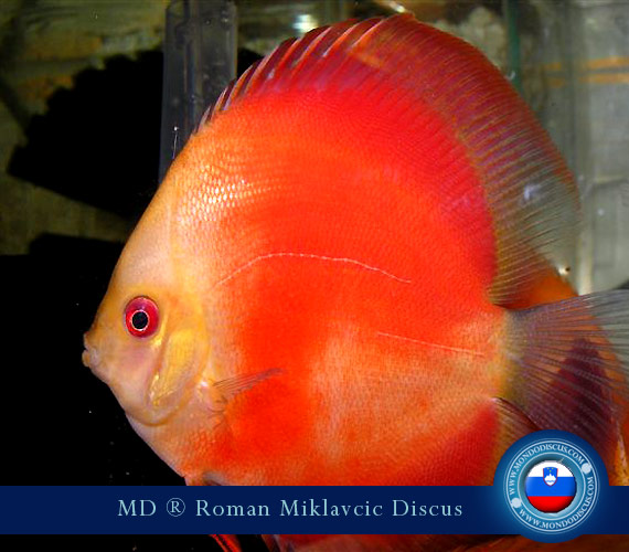 Slovenia Discus Breeders