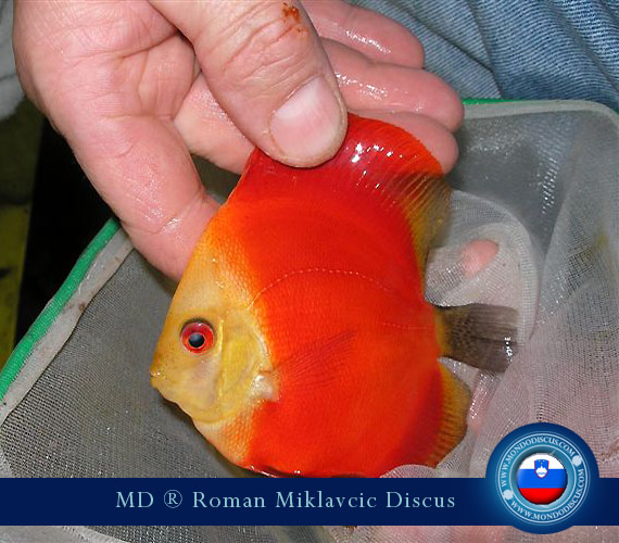 Slovenia Discus Breeders