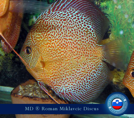 Slovenia Discus Breeders