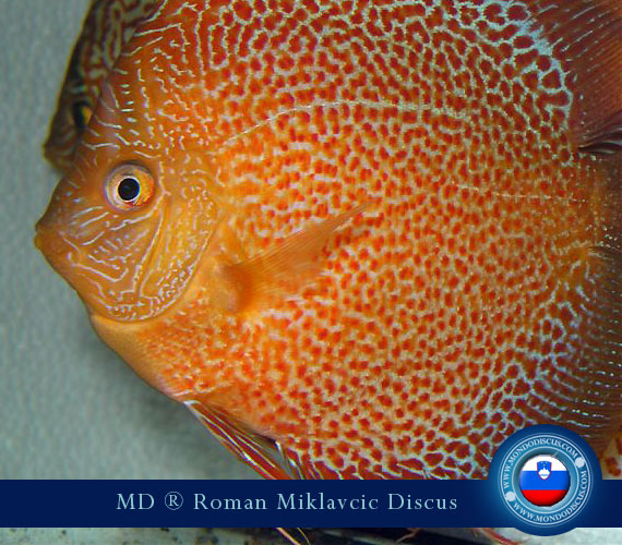 Slovenia Discus Breeders