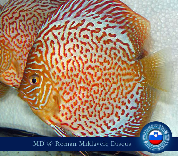 Slovenia Discus Breeders