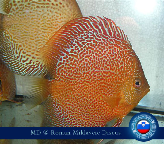Slovenia Discus Breeders