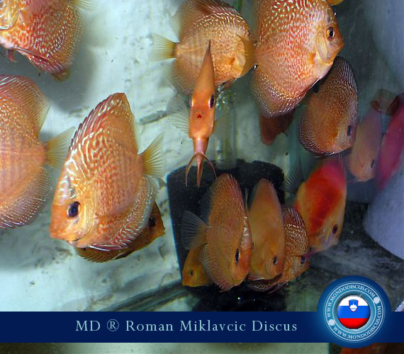 Slovenia Discus Breeders
