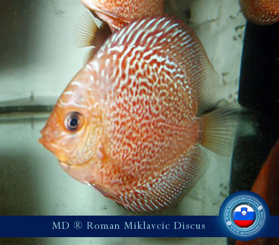 Slovenia Discus Breeders