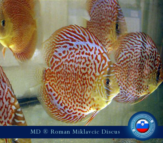 Slovenia Discus Breeders