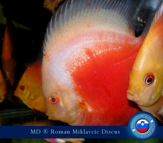 Slovenia Discus Breeders