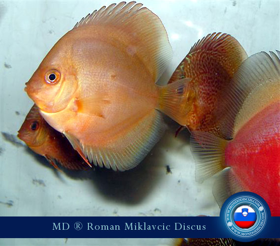 Slovenia Discus Breeders