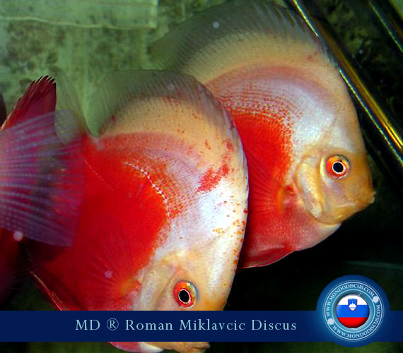 Slovenia Discus Breeders