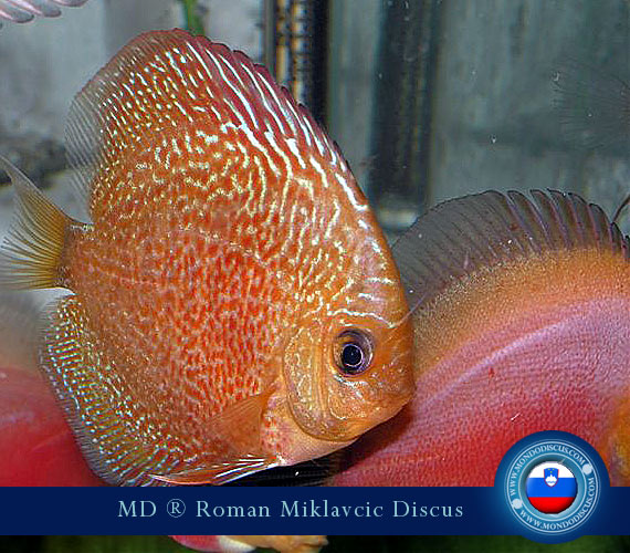 Slovenia Discus Breeders