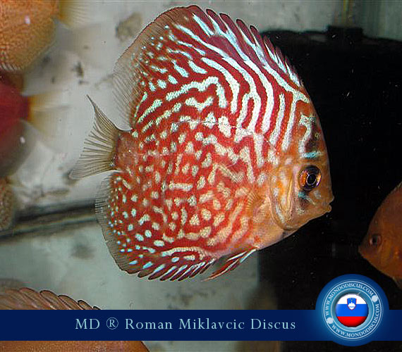 Slovenia Discus Breeders