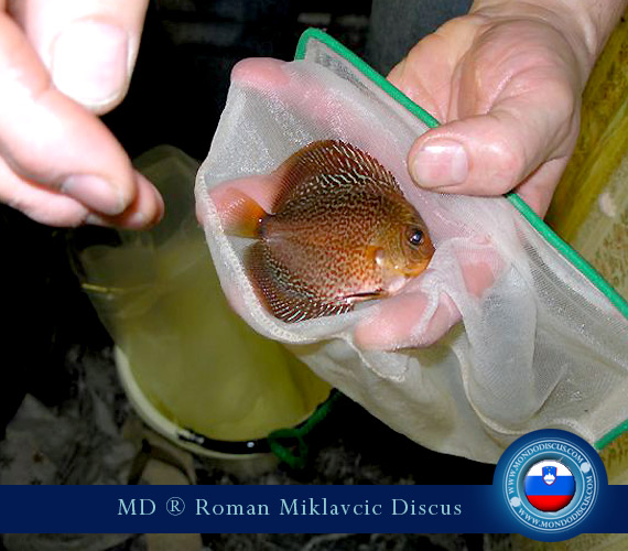 Slovenia Discus Breeders