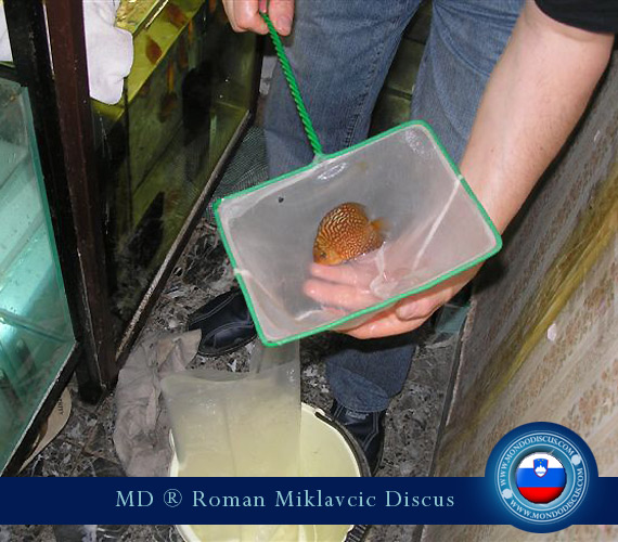 Slovenia Discus Breeders