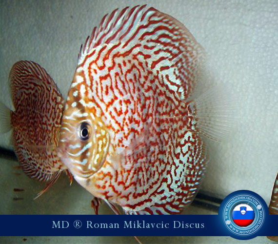 Slovenia Discus Breeders