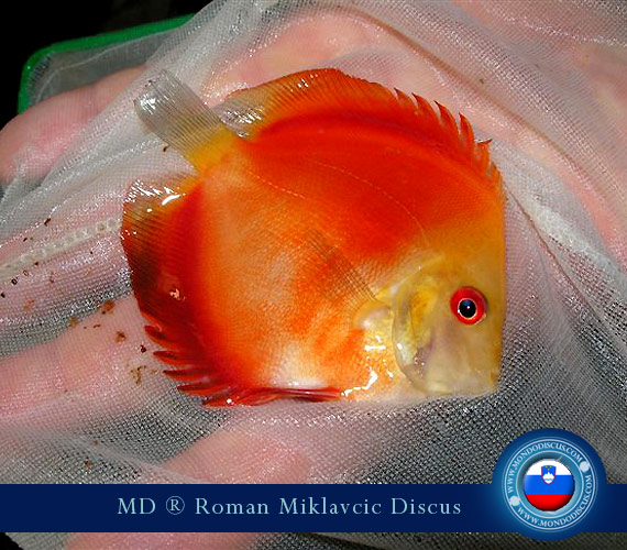 Slovenia Discus Breeders