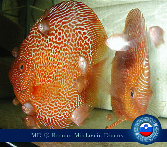 Slovenia Discus Breeders