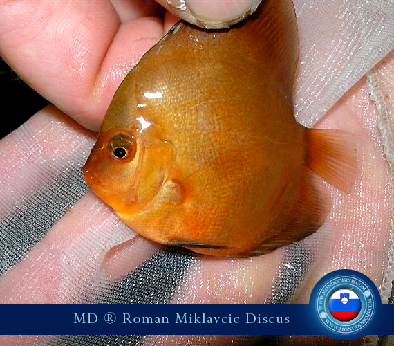 Slovenia Discus Breeders