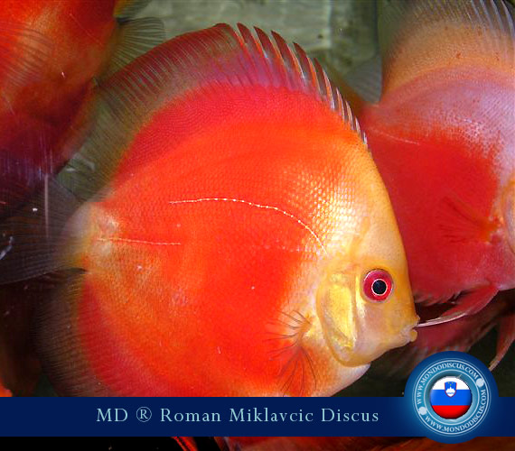 Slovenia Discus Breeders