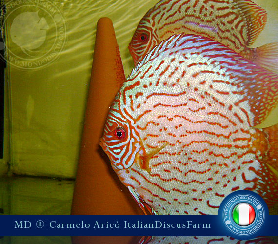 Red turchese discus italia