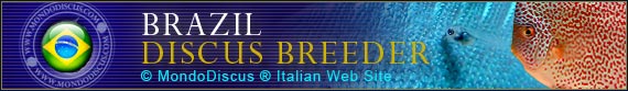 discus world breeder brazil