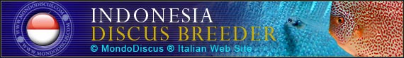 discus world breeder  Indonesia
