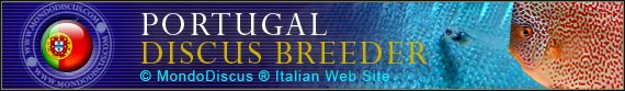 discus world breeder Portugal
