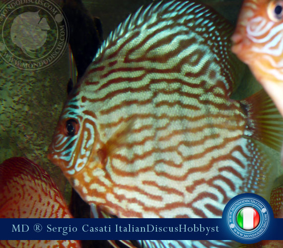 Italian Discus Breeder