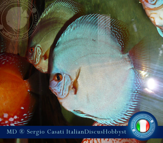 L'intervista: Sergio Casati su MondoDiscus