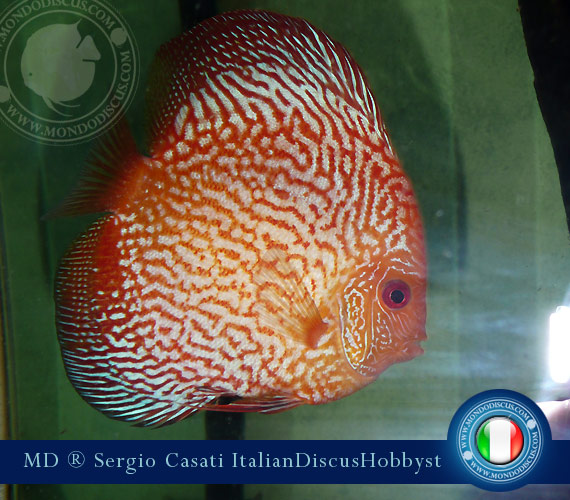 Italian Discus Breeder