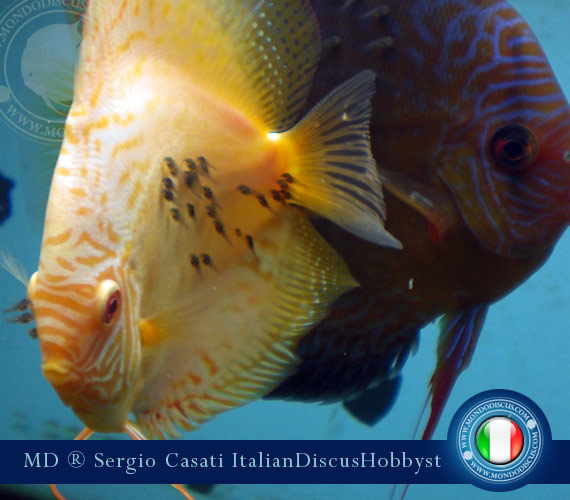 L'intervista: Sergio Casati su MondoDiscus