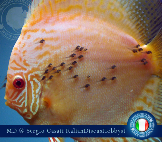 Italian Discus Breeder