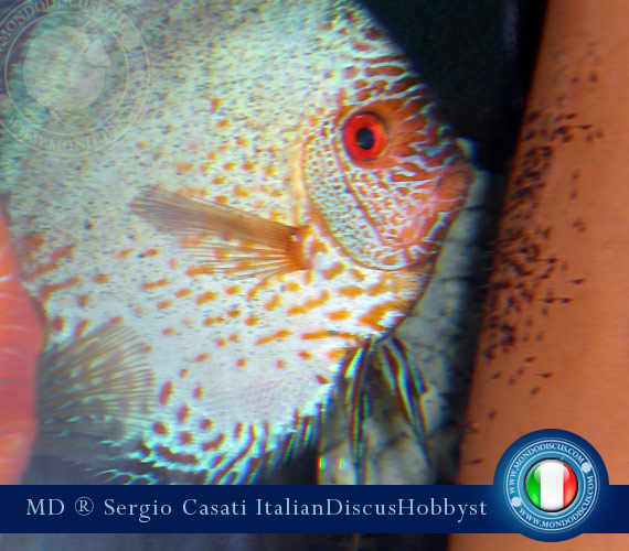 L'intervista: Sergio Casati su MondoDiscus