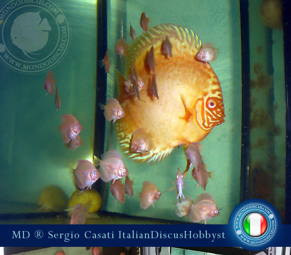 L'intervista: Sergio Casati su MondoDiscus