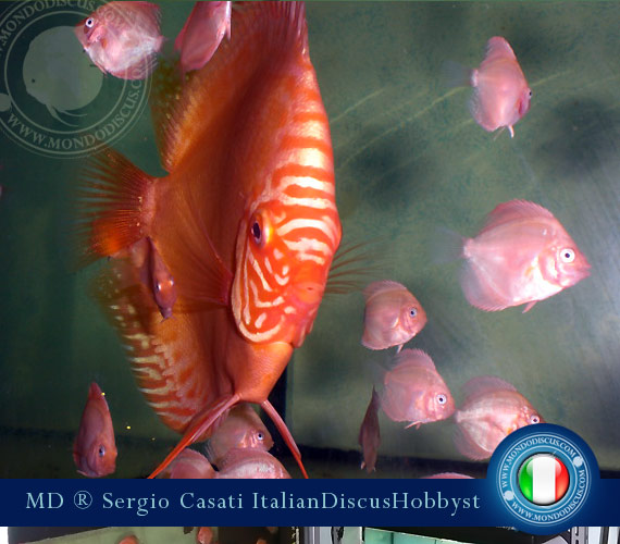 Italian Discus Breeder