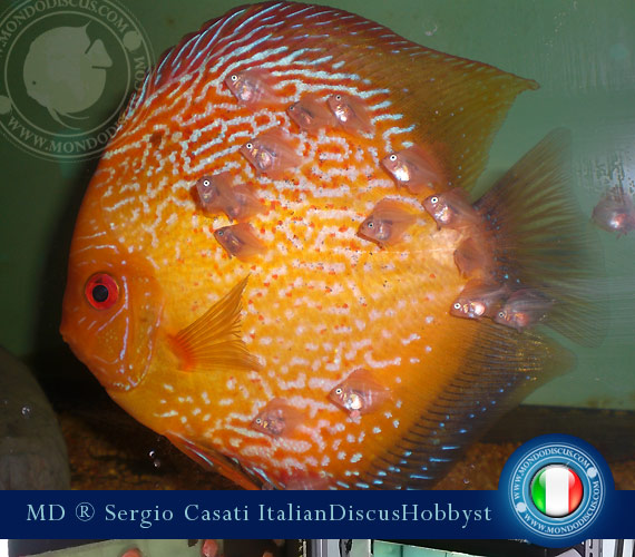 Italian Discus Breeder