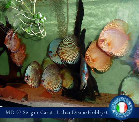 Italian Discus Breeder